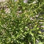 Cakile maritima 葉