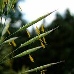Bromus erectus Flor