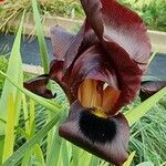 Iris swensoniana Blodyn