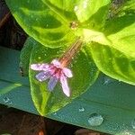 Cuphea strigulosa Blüte