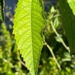 Prunus pensylvanica Leaf