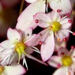 Micranthes stellaris Blüte