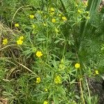 Ranunculus arvensis Habit