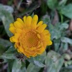 Calendula officinalisFlower