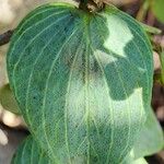 Origanum rotundifolium Leaf