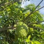 Annona muricata Gyümölcs