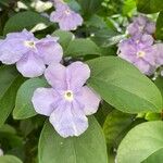 Brunfelsia paucifloraÇiçek