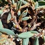 Polygonum maritimum Azala