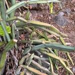 Cissus quadrangularis Leaf