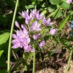 Allium unifolium Flower