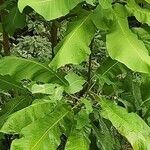 Magnolia macrophylla Leaf