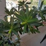 Podocarpus costalis