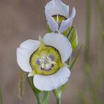 Calochortus gunnisonii Flower