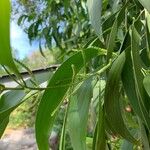 Acacia auriculiformis Lorea