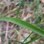 Podospermum purpureum 葉