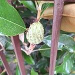 Magnolia virginiana Fruit