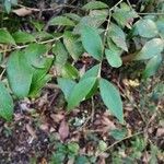 Lapageria rosea 叶