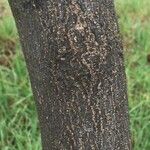 Clausena anisata 樹皮