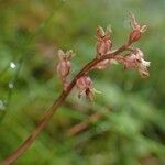 Neottia cordata Buveinė