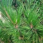 Pinus thunbergii Leaf
