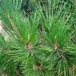 Pinus thunbergiiLeaf