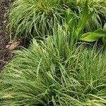 Carex morrowii आदत