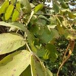 Markhamia obtusifolia Leaf