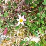 Romulea arnaudii Flower