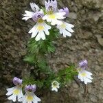Euphrasia alpina Λουλούδι