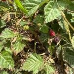 Rubus argutusफल