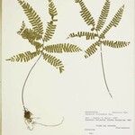 Adiantum terminatum Лист