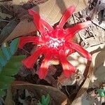 Etlingera araneosa Çiçek