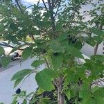 Lonicera japonica Vrucht