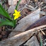 Hypoxis decumbens Fleur