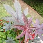 Ricinus communis Likasa