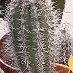 Pachycereus pringlei Yeri