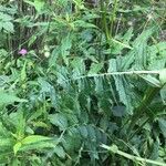 Cirsium erisithales Leaf