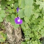 Clitoria ternatea Folha