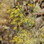 Foeniculum vulgareКвітка