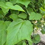 Catalpa ovata ഇല