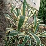 Agave americana Blad