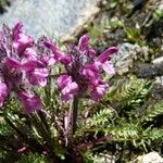 Pedicularis rosea