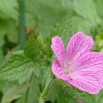 Geranium endressii Кветка