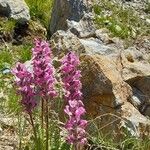 Pedicularis rostratospicata 花