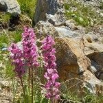 Pedicularis rostratospicata