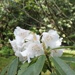 Rhododendron morii Blüte