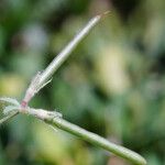 Lotus angustissimus Fruit