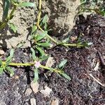 Sesuvium portulacastrum Õis