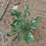 Gaillardia spathulata Hoja
