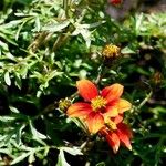 Bidens triplinervia Hostoa